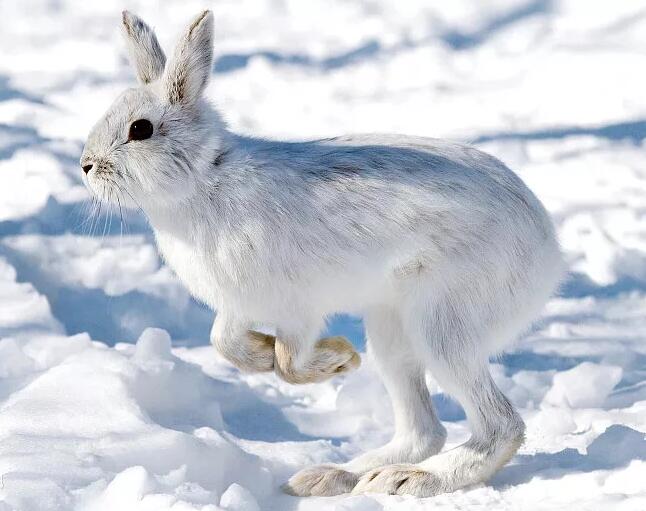 雪兔