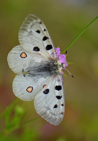阿波罗绢蝶